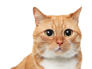 Funny pet. Cute cat with big eyes on white background