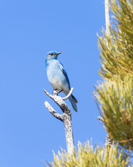 A Mountain Bluebird perches against a blue sky..