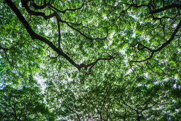 Ray of Sunlight the shade of a large Rain tree under the sun shines , the shadow of the Monkey pod or Jamjuree tree from below for nature background.