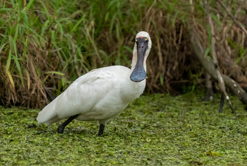 Fototapeta premium Royal Spoonbill (Platalea regia) Australian water bird with a very large flat bill used for scooping the water lookin for food.