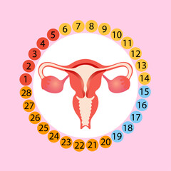 Medical stages of the menstrual cycle in vector illustration 
