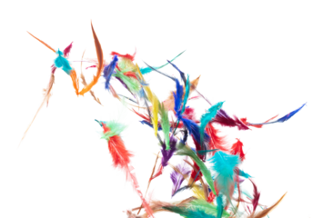 Many color Feather fly fall beautiful spiral pattern in air over black background isolated. Puffy Fluffy soft feathers like dream floating dove in sky. Colorful feathers are so light and delicate