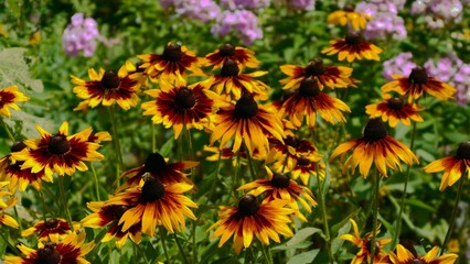 Garden of yellow Rudbeckia flowers photo prepared for the background for the video