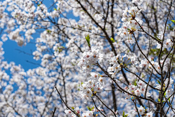 山梨県の桜の木