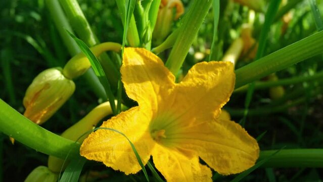 Close up and moving camera away from zucchini flower in full bloom exposing whole plant growing in pesticide free back yard garden.