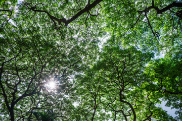 Obraz premium Ray of Sunlight the shade of a large Rain tree under the sun shines , the shadow of the Monkey pod or Jamjuree tree from below for nature background.