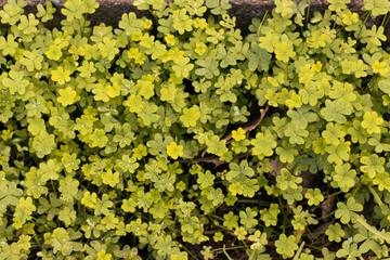 green background of fresh clovers, natural background, in nature