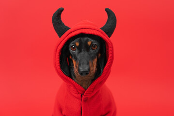 Cheeky teenage dog in bright sweatshirt with horn on red background. Image of puppy of tempter of...