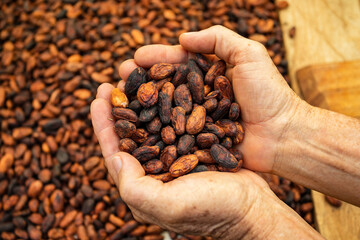 Theobroma cacao - Dried cocoa fruits in farmer hands - obrazy, fototapety, plakaty