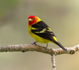 A male Western Tanager shows off his striking colors.