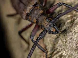 【昆虫】ウスバカミキリ　カミキリムシ
