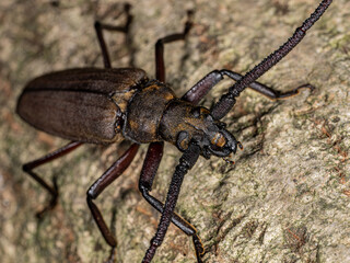 【昆虫】ウスバカミキリ　カミキリムシ
