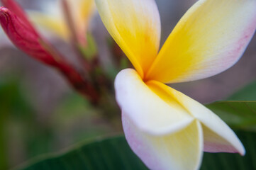 Closeup of a plumeria flower