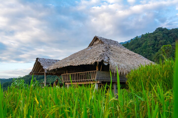 Fototapeta na wymiar View of rice terrace at Ban Pa Bong Piang, Chiang Mai, Thailand