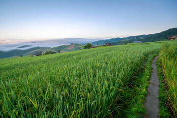 View of rice terrace at Ban Pa Bong Piang, Chiang Mai, Thailand