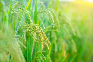 Close-up of a rice plant in the rice field