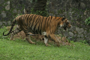 Plakat tiger in the zoo