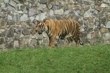 tiger in the zoo