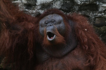 Orangutan