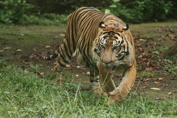 tiger in the zoo