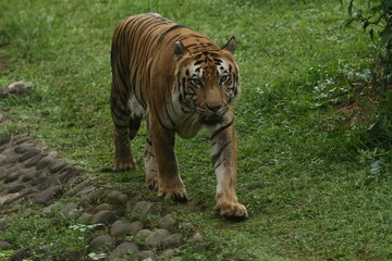 tiger in the zoo