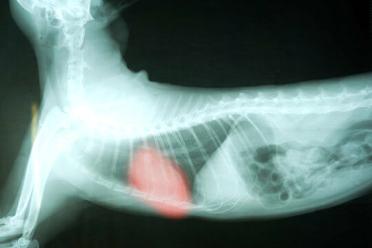 x ray image of dog