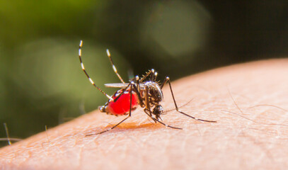 Dangerous mosquito-borne malaria, dengue fever, Zika virus, a contagious disease carried by mosquitoes, mosquito on the skin,