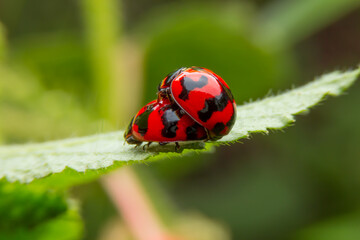 ladybug on a leaf