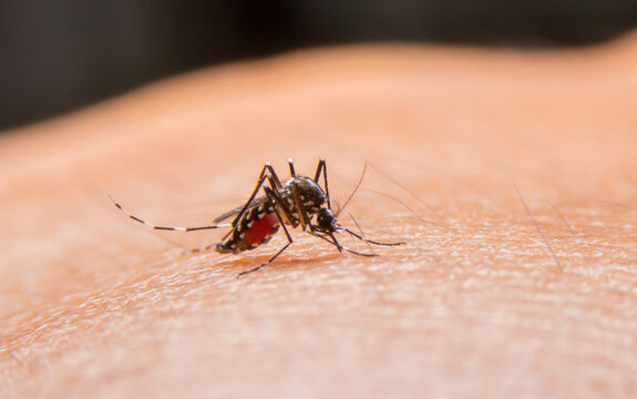 mosquito on the skin, Dangerous mosquito-borne malaria, dengue fever, Zika virus, a contagious disease carried by mosquitoes.