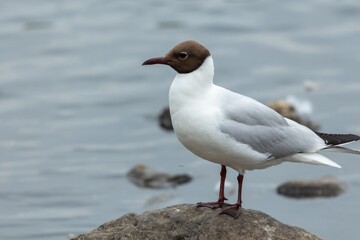 Black Headed Gull in Summer