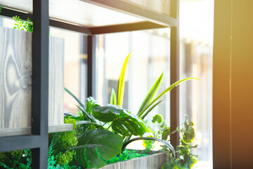 Decorative house plants on a shelf in the interior.