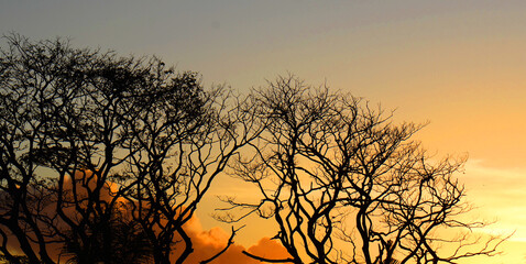 sunset and old trees