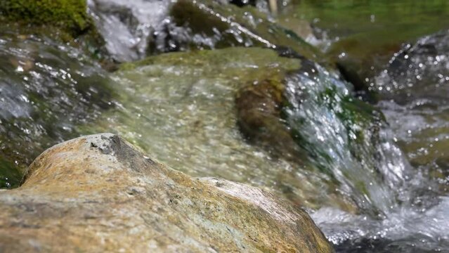 清流　小川　夏　蛙