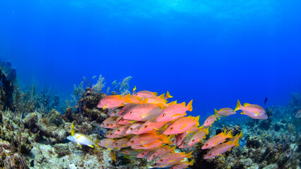 Fototapeta na wymiar A school of school masters swimming over the reef 