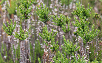 Fototapeta na wymiar cornish heath plant growing outdoors in summer erica vagans