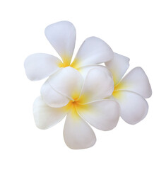 Fototapeta na wymiar Plumeria or Frangipani or Temple tree flower. Close up white-yellow plumeria flowers bouquet isolated on transparent background.