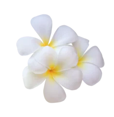 Fototapeten Plumeria or Frangipani or Temple tree flower. Close up white-yellow plumeria flowers bouquet isolated on transparent background. © Tonpong