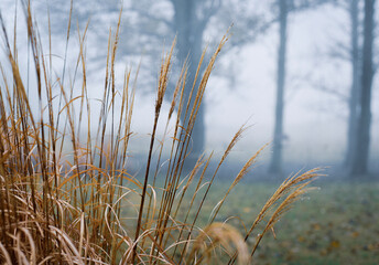 reeds in the mist