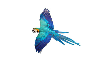 Gracefully flying parrot isolated on transparent background png file