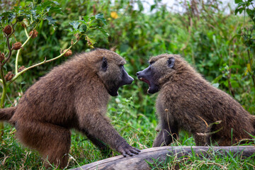 baboon fighting