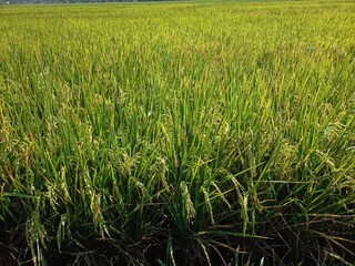 Panoramic beauty of the Rawa Pening Ambarawa rice fields with green and yellow rice ready to be harvested
