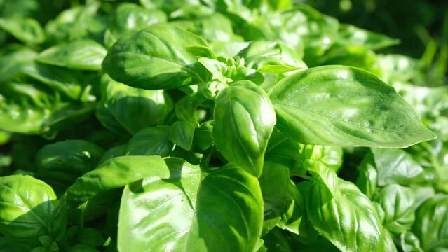 Close up and moving camera around well developed basil plant with thick leaves growing in organic garden