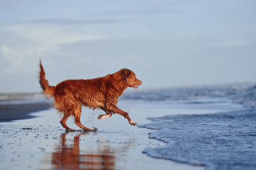 red dog runs along the beach. Nova Scotia duck tolling retriever on sea