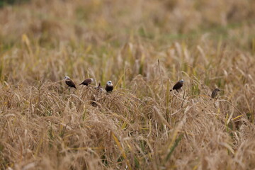 Obraz na płótnie Canvas birds in a wheat field