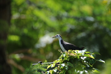 a black-and-white bird standing on a tree branch