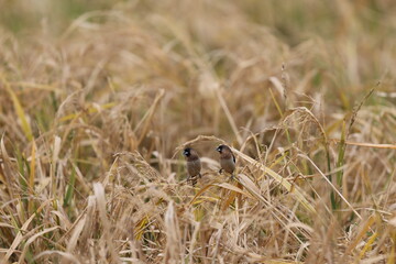 birds in a wheat field