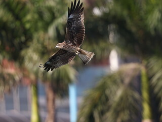 a hawk gliding in the sky