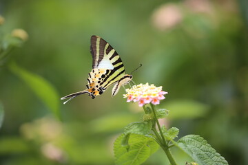 a colorful butterfly collecting nectar from a yellow and pink flower