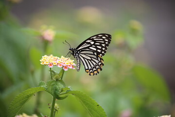 a colorful butterfly collecting nectar from a yellow and pink flower
