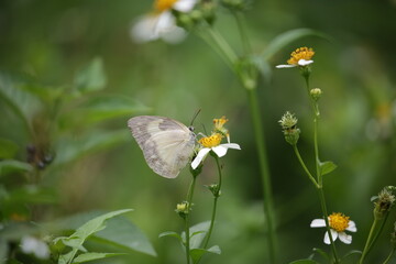 a butterfly collecting nectar from an orange flower